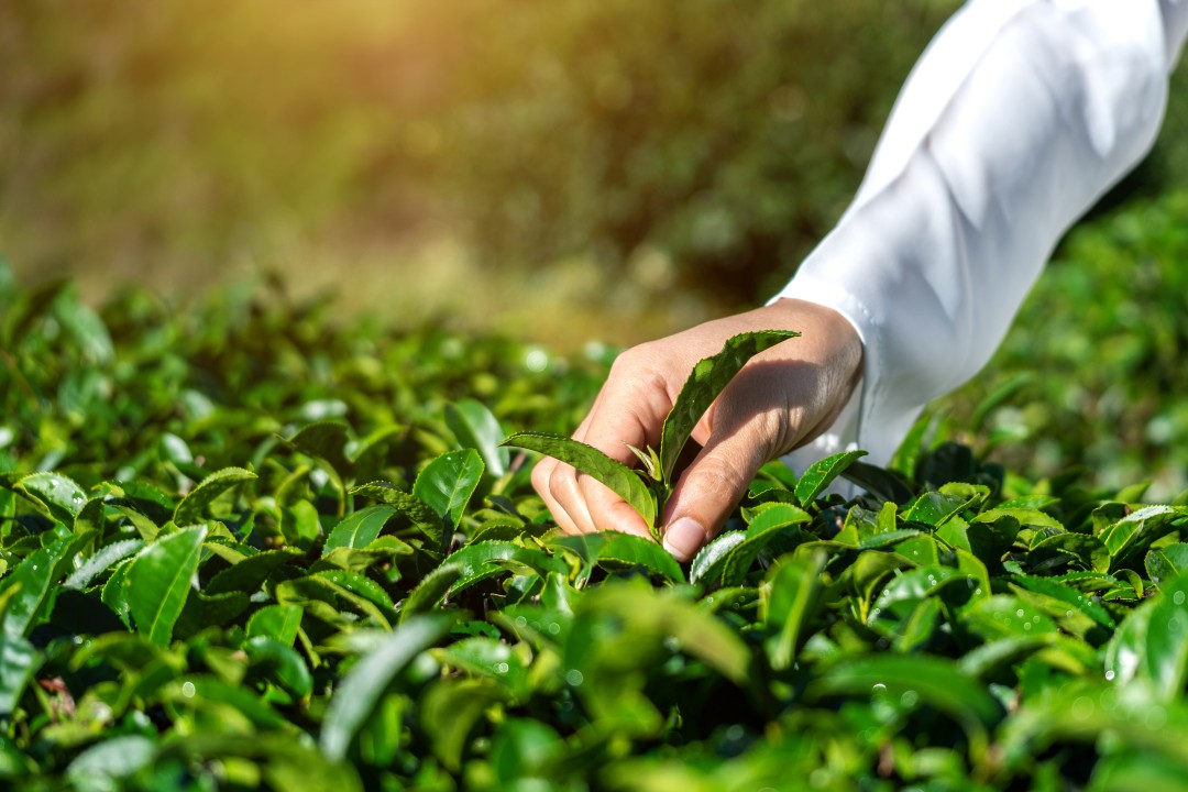 Chamber of Tea Industry