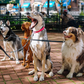 https://apcic.org/wp-content/uploads/2024/12/Pet_Industry_Growth_Statistics_Trends-_A_Definitive_Ecommerce_Market_Report_1200x_副本.webp